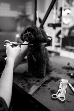 Haircut of a small black dog.の写真素材