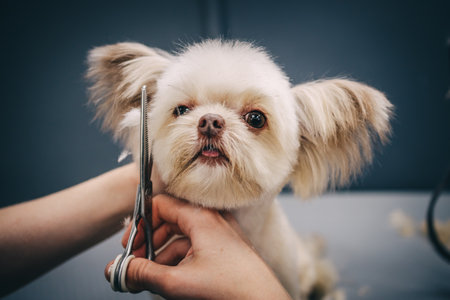 Grooming a dog in a grooming salon. Animal care.の写真素材