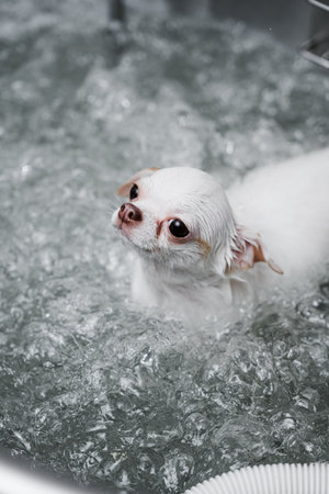 A white chihuahua receives spa treatment.の写真素材