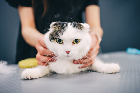 Combing a cat in a grooming salon.の写真素材