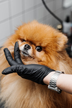 Haircut and care of Spitz.の写真素材