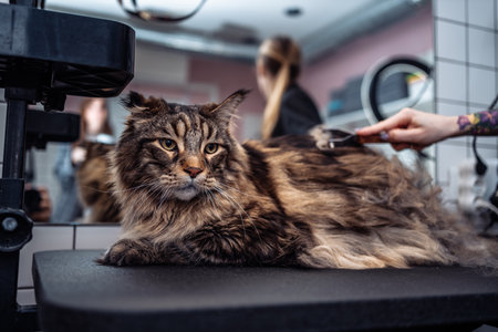 Grooming a large Maine Coon cat.の写真素材
