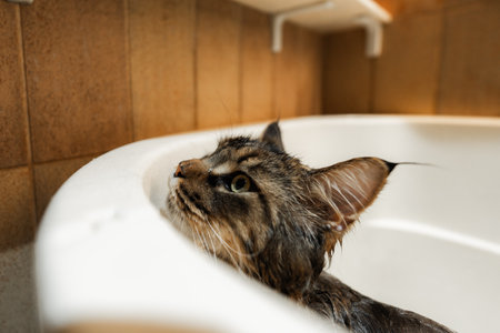 Bathing a Maine Coon Big Cat.の写真素材