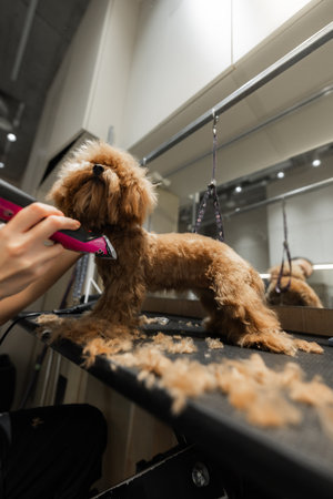 Haircut of a small dog in a grooming salon.の写真素材
