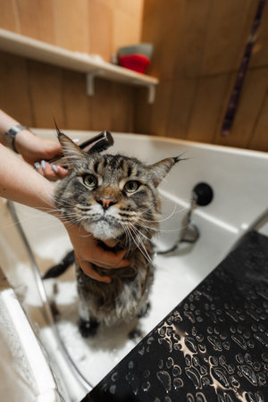 Bathing a Maine Coon Big Cat.の写真素材
