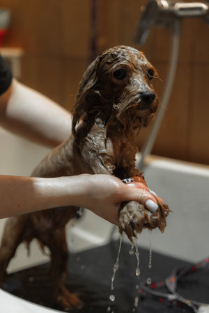 Washing a small dog in a grooming salon.の写真素材