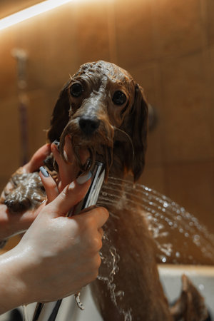 Washing a small dog in a grooming salon.の写真素材