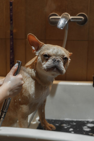 French Bulldog Taking a Bath in a Modern Bathroom During Late Afternoonの写真素材