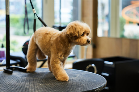 Groomed dog stands on a table in a bright grooming salon during the dayの写真素材