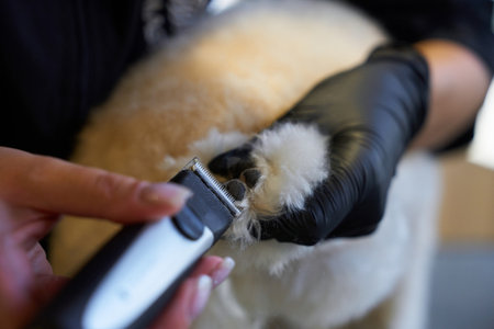 Grooming a dogâs paw with clippers during a sunny afternoon at a pet salonの写真素材