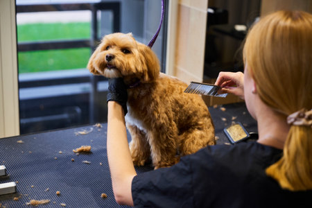 A dog receives a grooming session at a pet salon in a bright environmentの写真素材