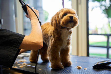 Grooming a fluffy dog at a pet salon during a sunny afternoonの写真素材