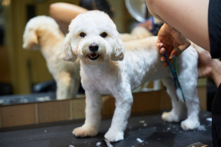 Dog grooming session in a pet salon during daylight hoursの写真素材