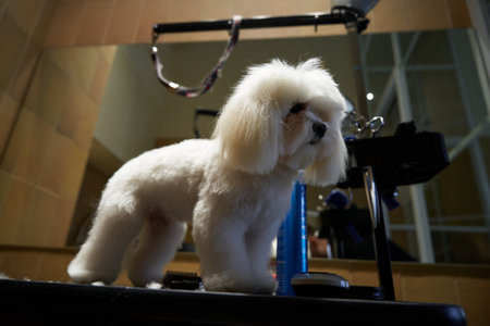 A fluffy white dog is being groomed at a pet salon during the day