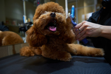 Grooming a fluffy brown dog in a modern pet salon during daylight hoursの写真素材