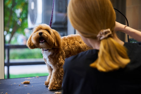 A fluffy dog being groomed at a pet salon during the dayの写真素材