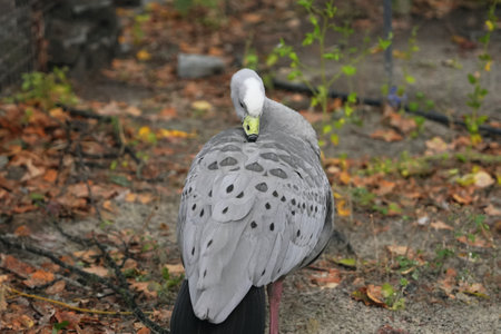 A bird with unique feather patterns resting in a natural environment