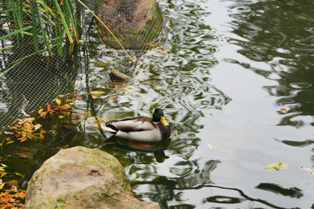 A mallard duck swimming in a tranquil pond surrounded by autumn leavesの写真素材