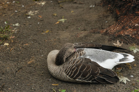 A resting goose sits peacefully on the ground surrounded by fallen leavesの写真素材