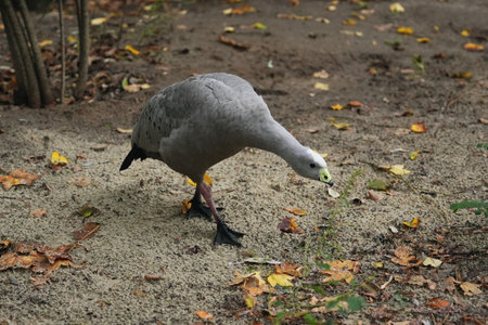 A gray duck foraging on sandy ground amidst autumn leaves in a parkの写真素材