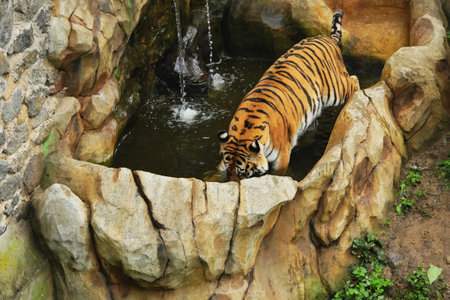 Tiger drinking water from a rocky pool in a wildlife sanctuaryの写真素材