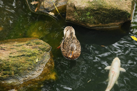 A duck swims gracefully in a tranquil pond surrounded by rocksの写真素材