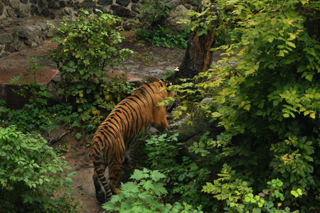 A majestic tiger explores a lush forested area during daylight