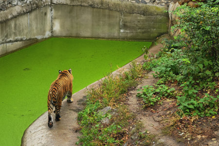 A tiger walks along the edge of a green pond in a lush environmentの写真素材