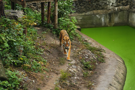 A tiger walks along a green pond bank in a natural habitat setting