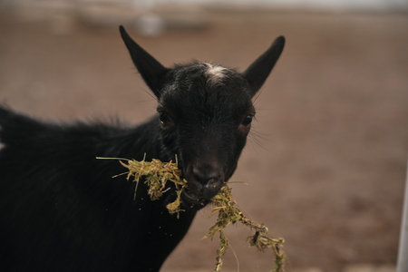 Black goat chewing grass in a rustic barn during daylight hoursの写真素材