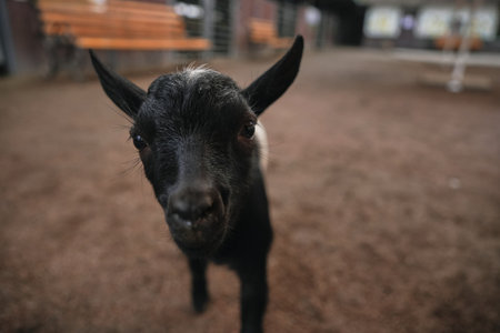 A curious black goat approaches visitors in a rustic farm settingの写真素材