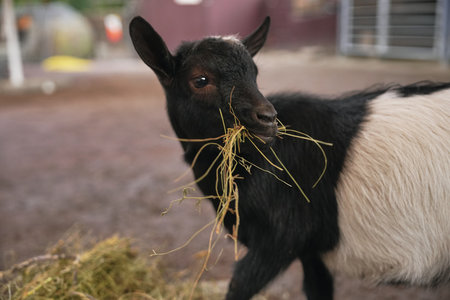 Young goat nibbling on hay during daylight hoursの写真素材