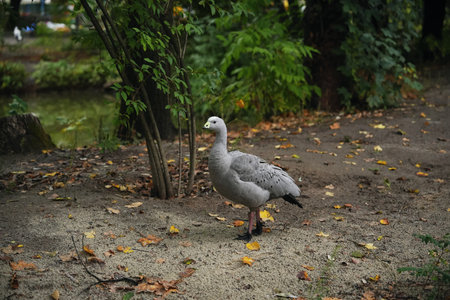 A gray goose walks through a park surrounded by autumn foliageの写真素材