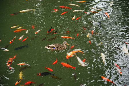 A duck swims amidst colorful koi fish in a tranquil water gardenの写真素材