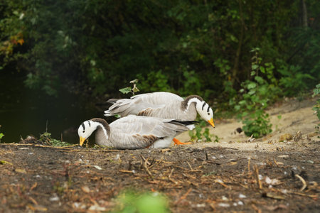 Two wild geese foraging along a riverbank in a lush forest setting