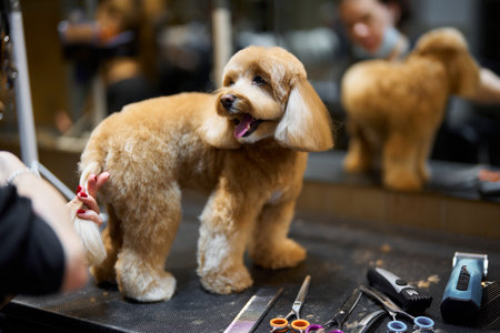 Dog grooming session at a modern salon in the afternoon