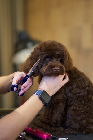 Dog grooming session with scissors at a pet salon during the dayの写真素材