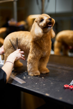 Grooming a fluffy dog in a pet salon during a busy afternoonの写真素材