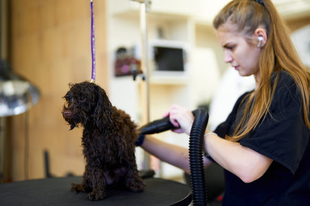 Dog grooming session at a pet salon during afternoon hoursの写真素材