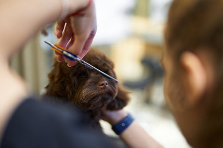 Dog grooming session in a salon during daytimeの写真素材