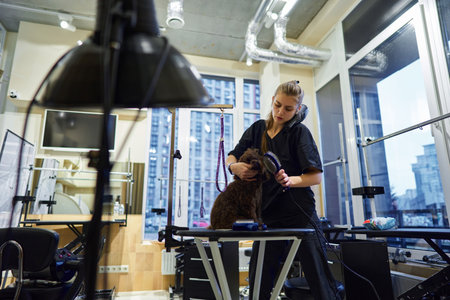 Dog grooming session in a modern pet salon with a focused groomerの写真素材