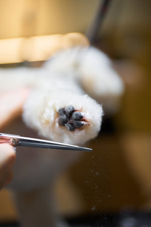 Grooming a pets paw with scissors in a cozy indoor settingの写真素材
