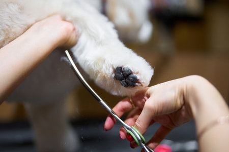 Grooming session focuses on trimming a pets paw in a cozy settingの写真素材