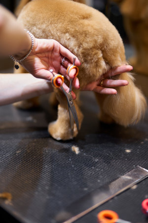 Grooming session for a golden retriever at a pet salon in the afternoonの写真素材