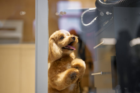 Dog eagerly waiting at the grooming salon for a pampering sessionの写真素材