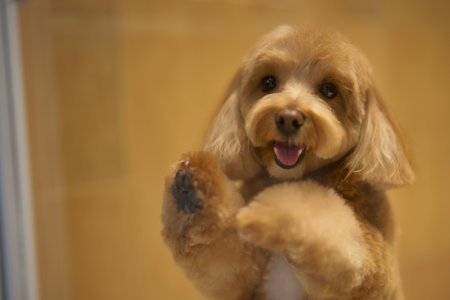 Happy dog playing and looking through a glass enclosure at a pet storeの写真素材