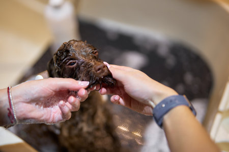 Dog receives bath with gentle hands in domestic settingの写真素材