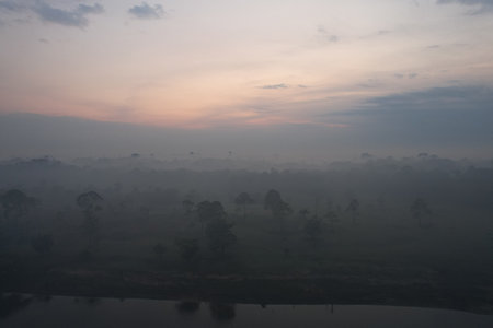 Misty morning landscape in the Amazon at dawn with fog and treesの写真素材