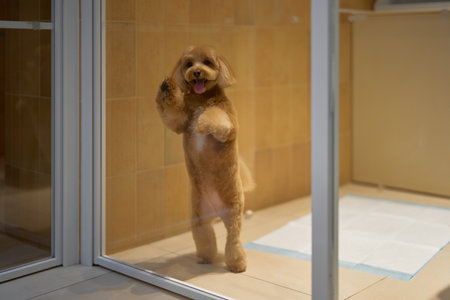 Dog eagerly stands behind glass in a clean indoor settingの写真素材