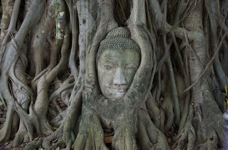 buddha head stuck in the tree1